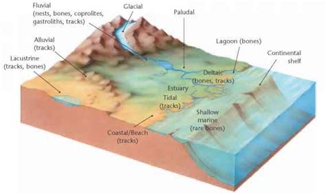 Alluvial And Fluvial Environment - Defining Dinosaurs - Fossil Hunters