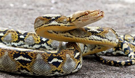 Largest Anaconda Snake Ever Found