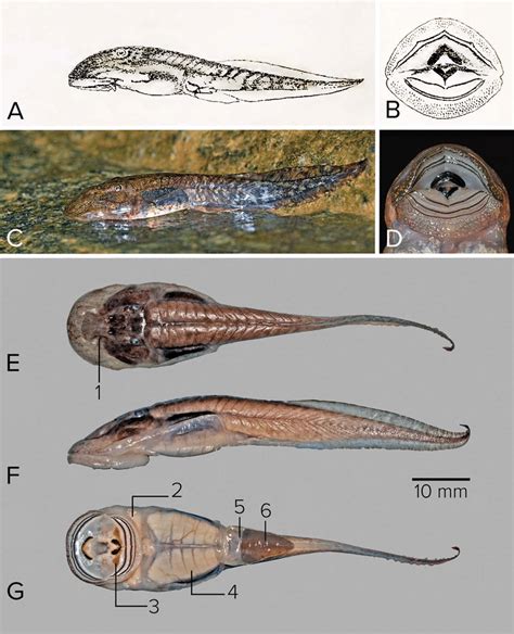 (A) Lateral view of the tadpole and (B) tadpole mouthparts of... | Download Scientific Diagram