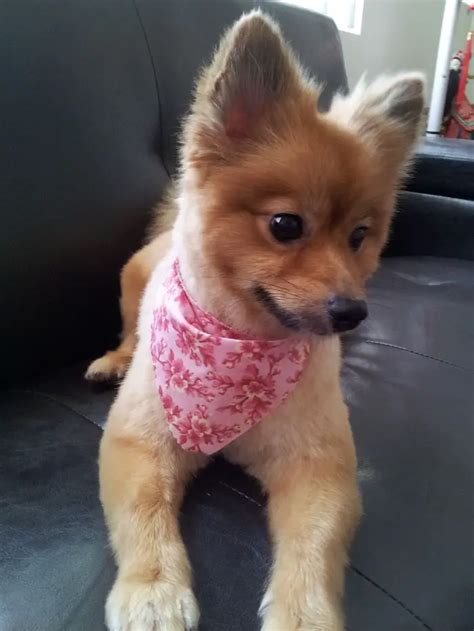 Top 6 Best Pomeranian Haircut Styles | The Paws