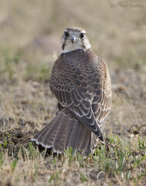 The Tamest Prairie Falcon Of Them All – Feathered Photography