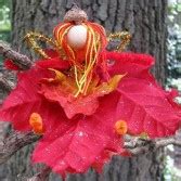 DIY Beautiful Natural Fairy From Fall Leaves - Kidsomania