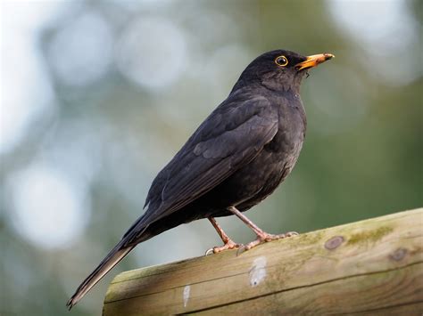 Turdus merula Foto & Bild | tiere, wildlife, wild lebende vögel Bilder ...