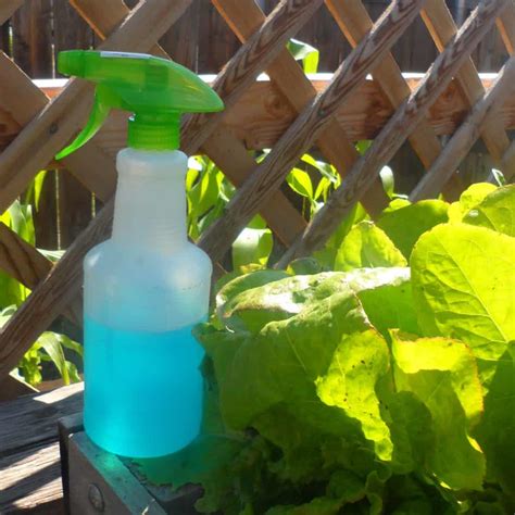 5 DIY Bug Sprays for the Garden - Creative Homemaking