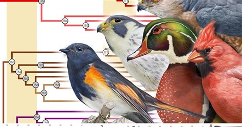 Species New to Science: [Ornithology / Evolution • 2015] A ...