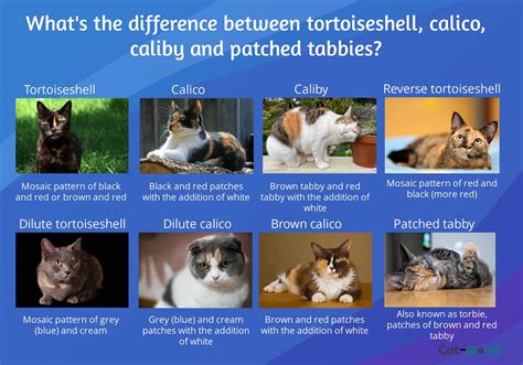 What is the Difference Between a Calico and Tortie? - Cat-World