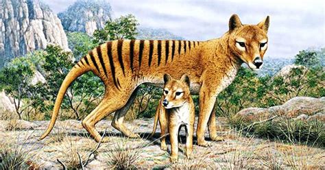 Tasmanian Tiger - Thylacine - Extinct: Facts, Habitat, Diet