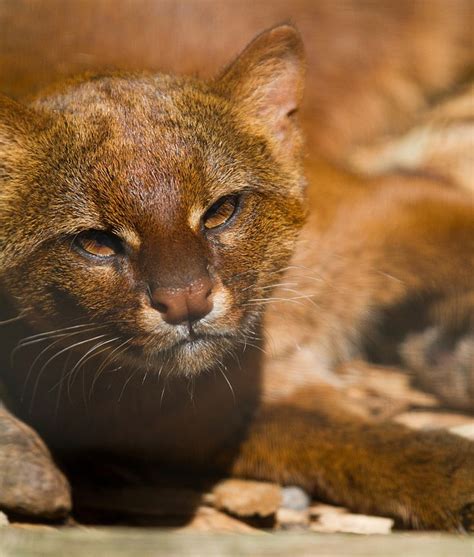 89 best images about Jaguarundi on Pinterest | Cats, Zoos and Photos of