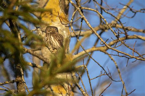 Eurasian Pygmy Owl Glaucidium - Free photo on Pixabay - Pixabay