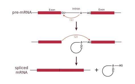 Intron - Definition, Function and Structure | Biology Dictionary