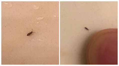 Have been seeing these tiny bugs around in my house for about a week. In NY but not the city ...