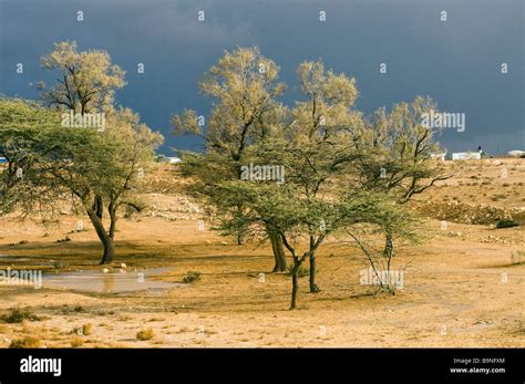 Israel Negev Desert Tamarix tamarisk salt cedar trees Stock Photo ...