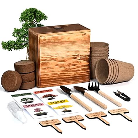 Best Bonsai Tree Starter Kit