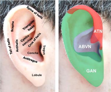 The strange case of the ear and the heart: The auricular vagus nerve and its influence on ...