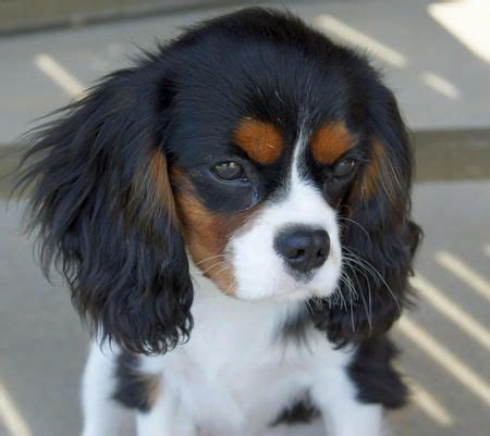 Lizzie the Cavalier King Charles Spaniel | Cavalier king charles spaniel tricolor, Cavalier king ...