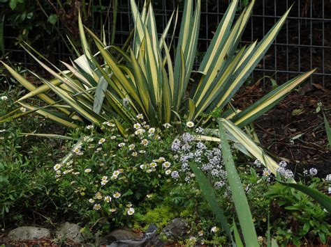 Yucca 'Color Guard', Santa Barbara daisy, alyssum, sedum Angelina ...