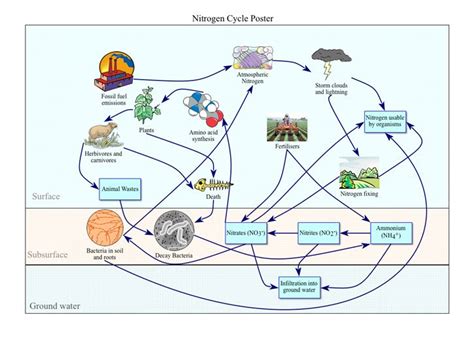 Life Science Graphic Organizer: Nitrogen Cycle Poster | Mrs. Henze's ...