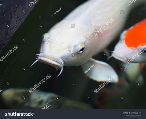 Big White Koi Fish Pond Clear Stock Photo 2158218439 | Shutterstock