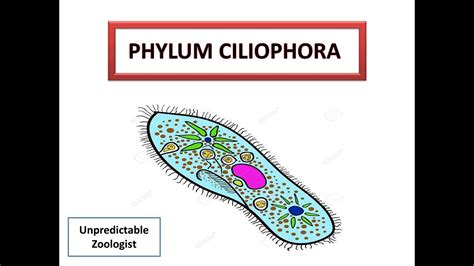 Phylum Ciliophora-Protozoa - YouTube