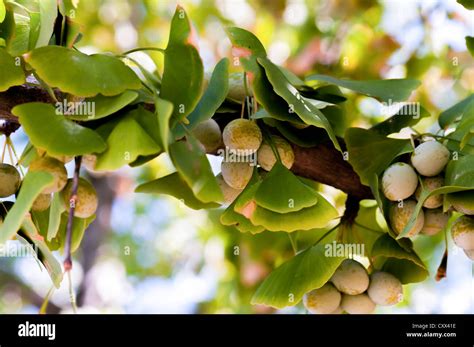 Leaves of Gingko Biloba tree Stock Photo - Alamy