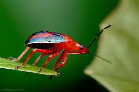 Macro Photography: Stink Bug Nymph, Pentatomidae