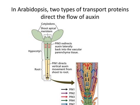 PPT - Chapter 19 auxin PowerPoint Presentation, free download - ID:2348557