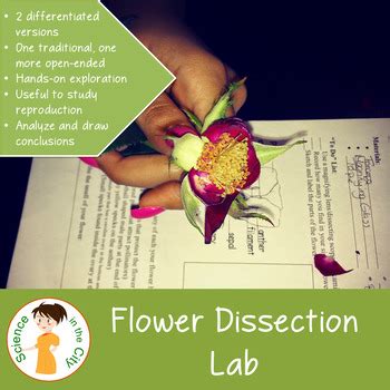 Flower Dissection Lab by Science in the City | Teachers Pay Teachers