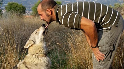 Pet Wolves - Wolves: Can you Legally Have a Wolf?