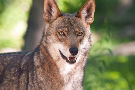 American Red Wolves - Endangered Wolf Center