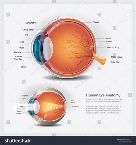 15,324 Normal anatomy Images, Stock Photos & Vectors | Shutterstock