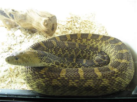 Gopher Snake Care Sheet - Reptiles Magazine