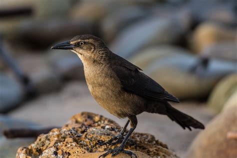 Blackbirds in California: 10 Stunning Species To Observe