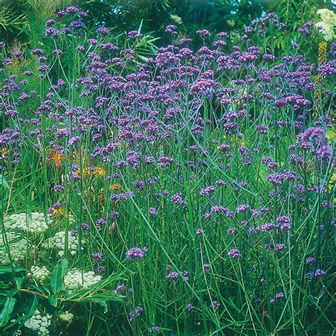 RSPB Verbena bonariensis Seeds from Mr Fothergill's Seeds and Plants