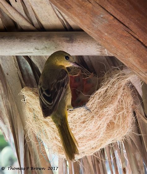 The beautiful nests of the Hooded Oriole - 10,000 Birds