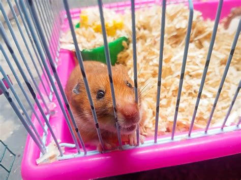 How to stop a hamster cage from smelling - Aroma Care Solutions