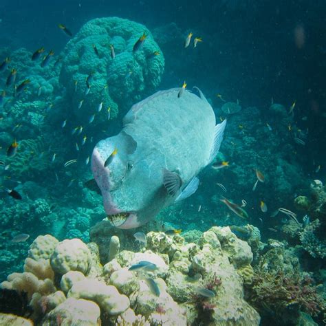 double-Headed Parrotfish, Great Barrier Reef - Jess and Jer's Travel Pictures from Australia, 2009