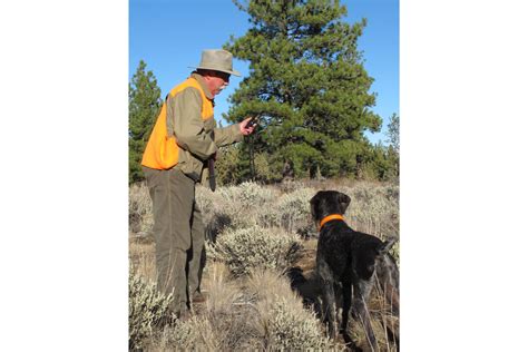 Hunting Season is Training Season - Gun Dog