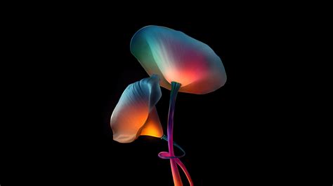 Flowers Oled Wallpaper,HD Artist Wallpapers,4k Wallpapers,Images ...