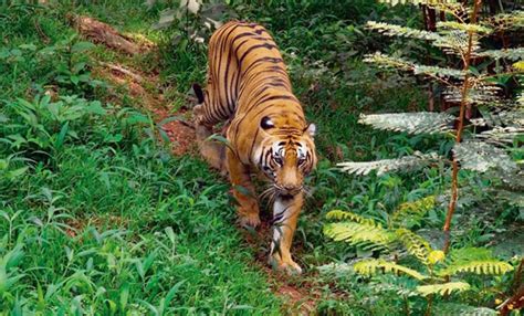 Kerala Wildlife Tour | Best Wildlife Tours in Kerala