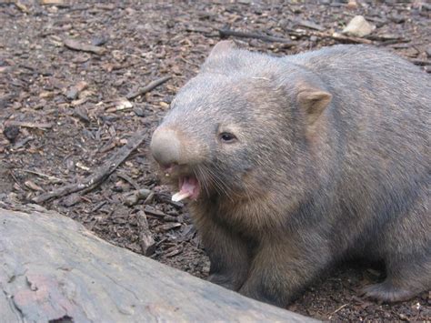 Bare-nosed Wombat - The Australian Museum