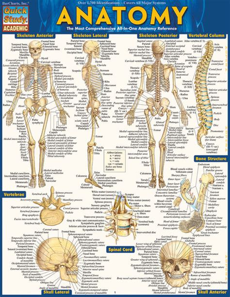 Anatomy Chart - Clinical Charts and Supplies