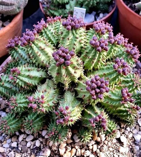 205 best Succulents - Euphorbia images on Pinterest | Succulents ...