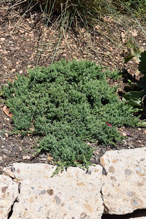 Green Mound Juniper (Juniperus procumbens 'Green Mound') in Milwaukee Brookfield Waukesha New ...