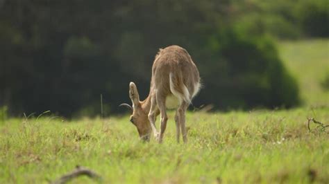 Reedbuck Images – Browse 340 Stock Photos, Vectors, and Video | Adobe Stock