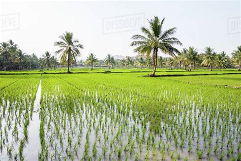 Rice fields, Hampi, Karnataka, India - Stock Photo - Dissolve