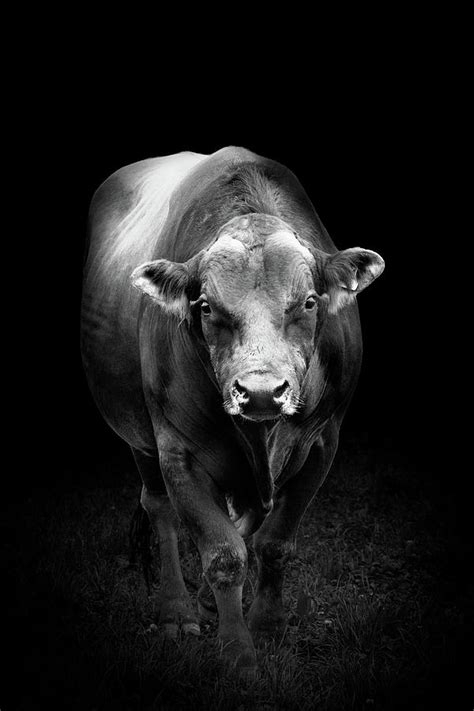 Bull Black and White Photograph by Joshua Small - Fine Art America