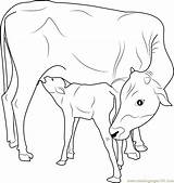 Highland Cow Line Drawing Sketch Coloring Page sketch template