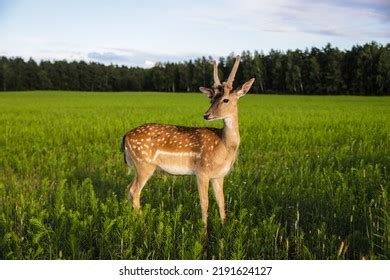 Female Sika Deer Antlers Standing Against Stock Photo 2191624127 ...