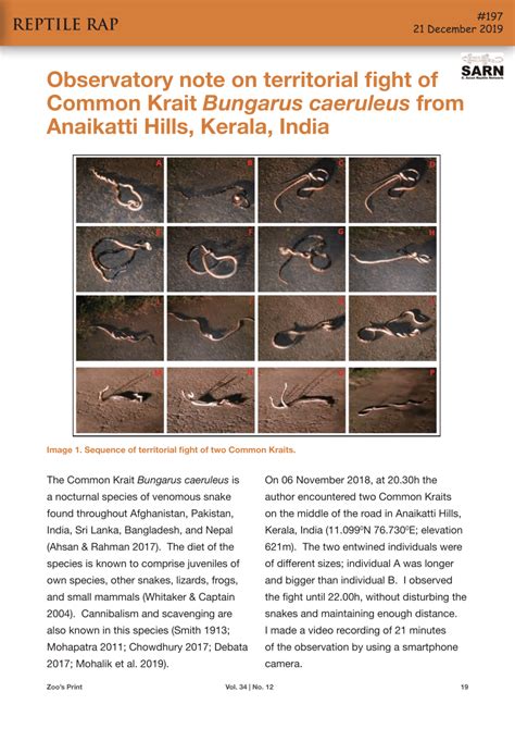 (PDF) Observatory note on territorial fight of Common Krait Bungarus caeruleus from Anaikatti ...