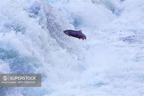 Salmon Jumping up rearguard falls, fraser river salmon run - SuperStock